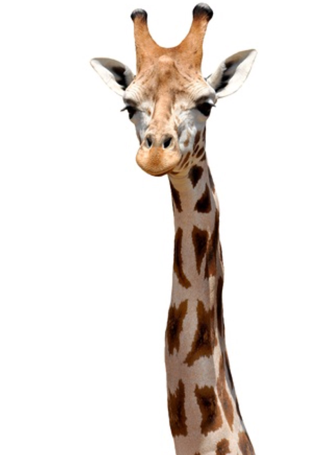 Vertical giraffe 2